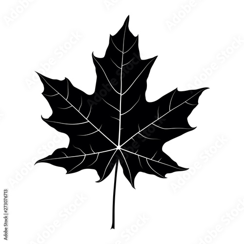 Maple leaf black silhouette isolated on white background. Vector
