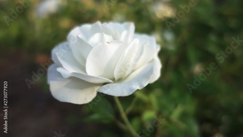 Wallpaper Mural White rose at morning, shallow depth of field, slow motion Torontodigital.ca