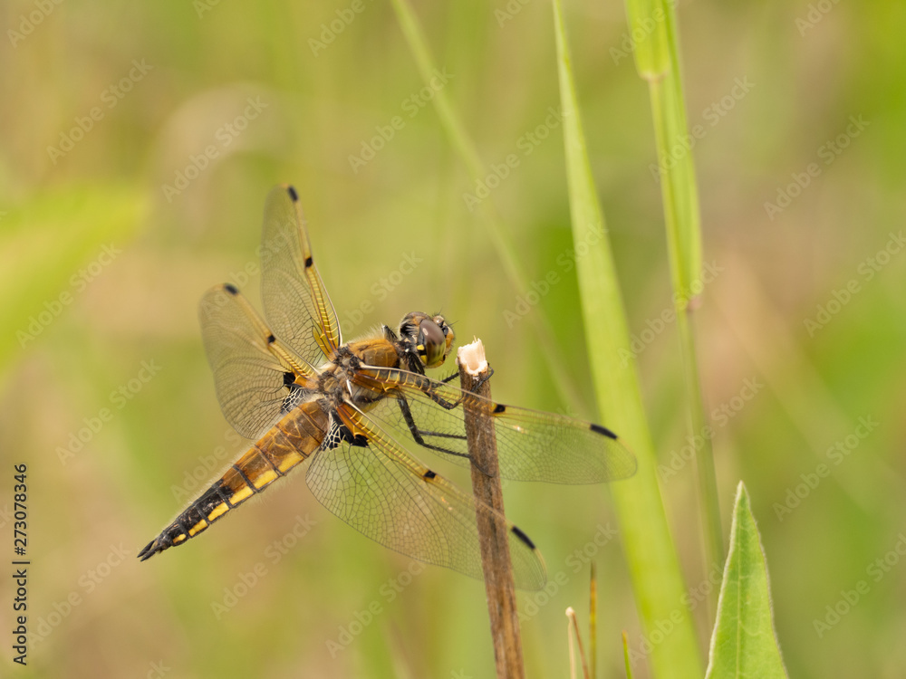 A dragonfly sits high on a weed in spring