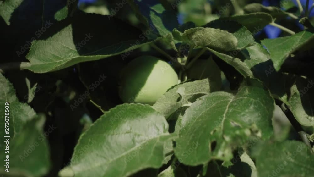 Green apples at morning sun, shallow depth of field, slow motion, dolly motion Green apples at morning sun, shallow depth of field, slow motion, dolly motion