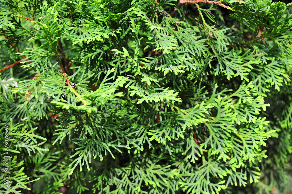 Green Chamaecyparis plant