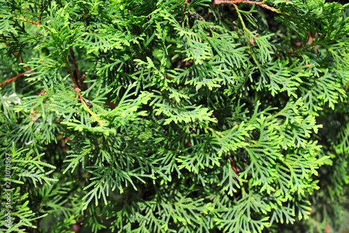 Green Chamaecyparis plant