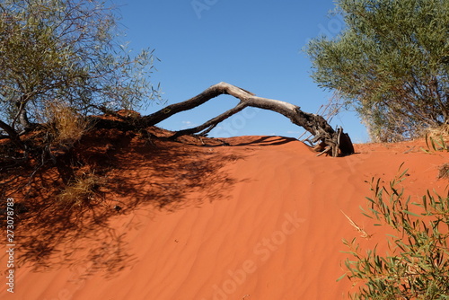 Tree on the red sand dune