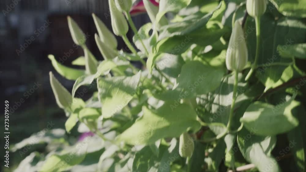 Leather flower at morning, shallow depth of field, slow motion Leather flower at morning, shallow depth of field, slow motion