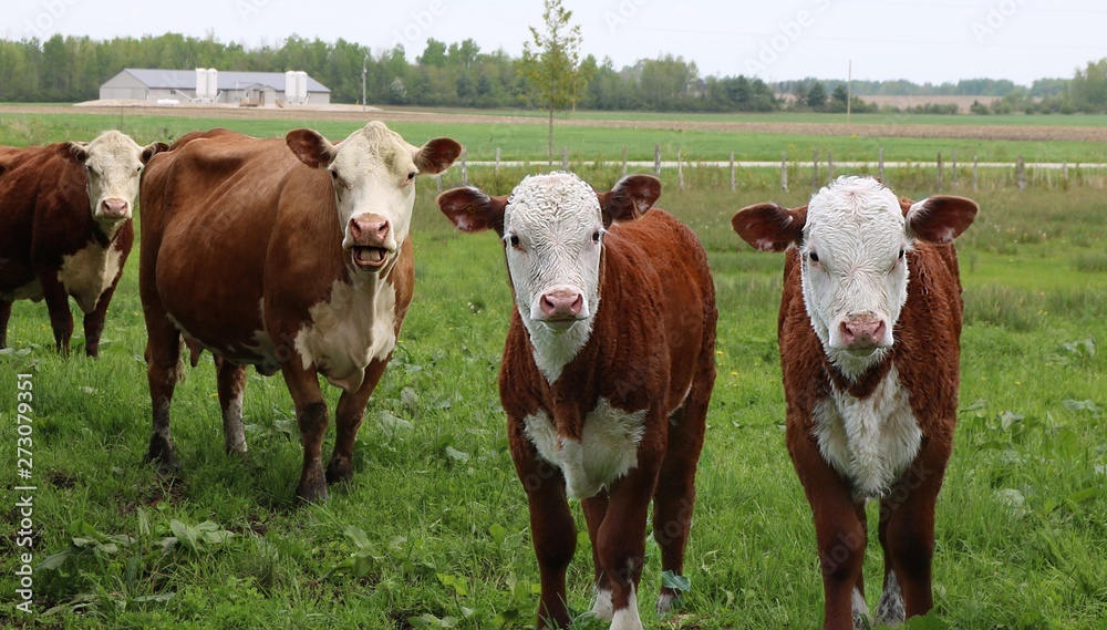 Hereford bull with cow bawling and two young calves in foreground
