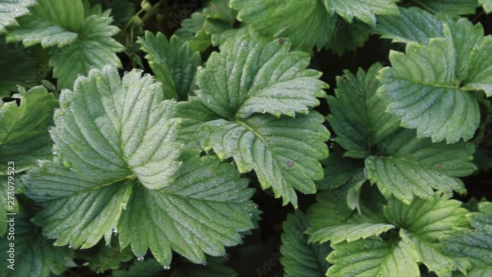 Strawberry leaves with dew drops at morning, slow motion, dolly motion Strawberry leaves with dew drops at morning, slow motion, dolly motion
