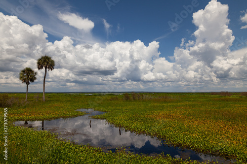 Fotografie A sunny summer day at Paynes prairie in Gainesville Florida