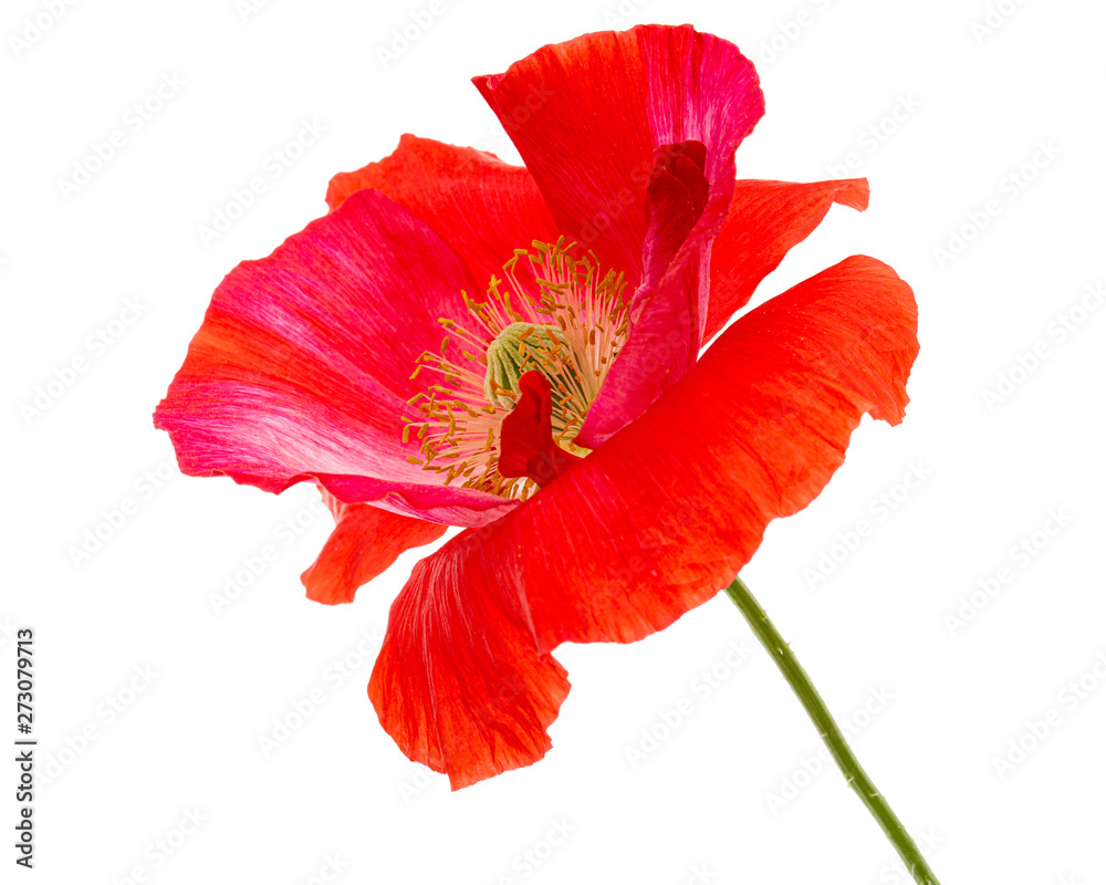 Flower of red poppy, lat. Papaver, isolated on white background Flower of red poppy, lat. Papaver, isolated on white background