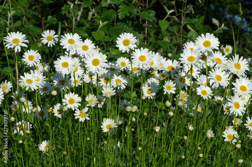 Plenty Daisies looking at sun.