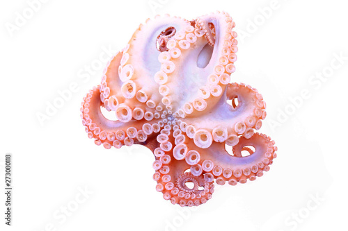 Octopus on a white background