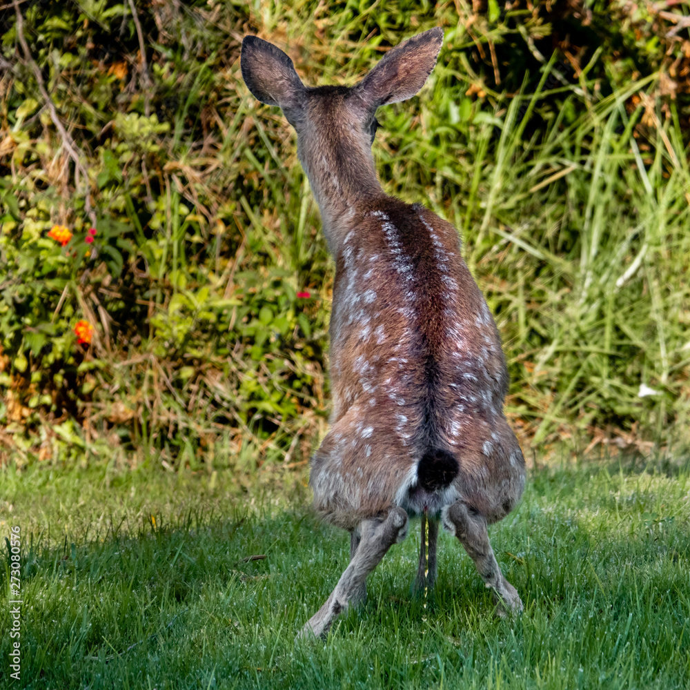 A Columbian Black-tailed deer fawn (Odocoileus hemionus) pees in the grass  in the hills of Monterey, California. The black-tail is a type of mule deer  of the Pacific Northwest. Stock Photo