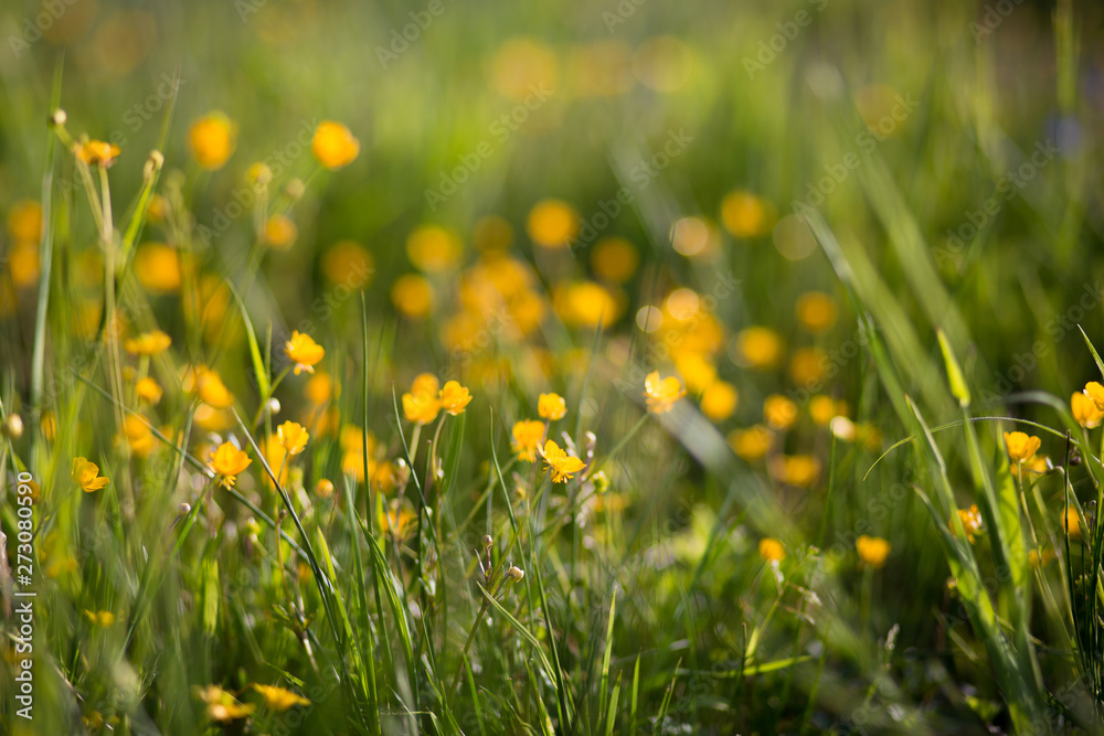 Small, beautiful, yellow flowers, grass. Summertime, freshness