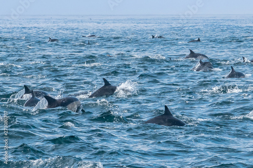 A large pod of Short Beaked Common Dolphins  Delphinus capensis  chases a school of anchovies in a feeding frenzy in the Monterey Bay of central California near Moss Landing.