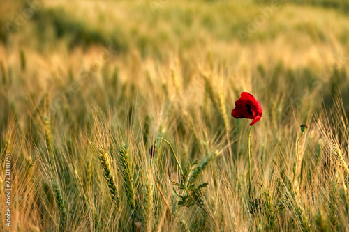 close up agricultural background image from shiny wheat field under sunlight © jokerpro