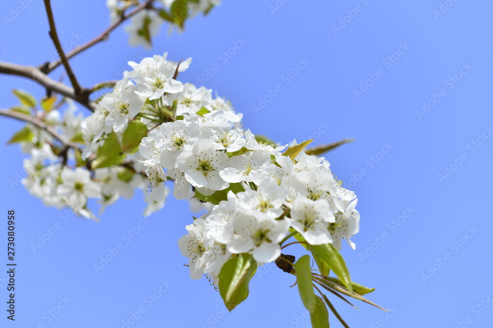 Pear flower in full bloom in spring Pear flower in full bloom in spring