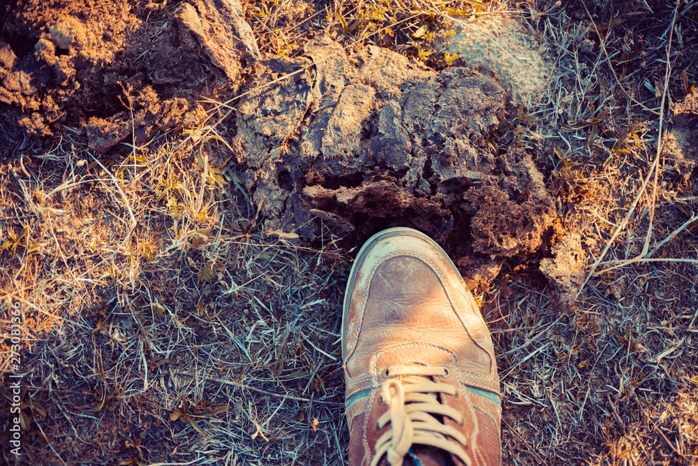 Poop happens. Male foot in sport shoe on tire track over animal excrement.  Foot stepped on piece of dry cow poop. Rural life and active lifestyle.  Unsuccessful nature trekking. Stock Photo