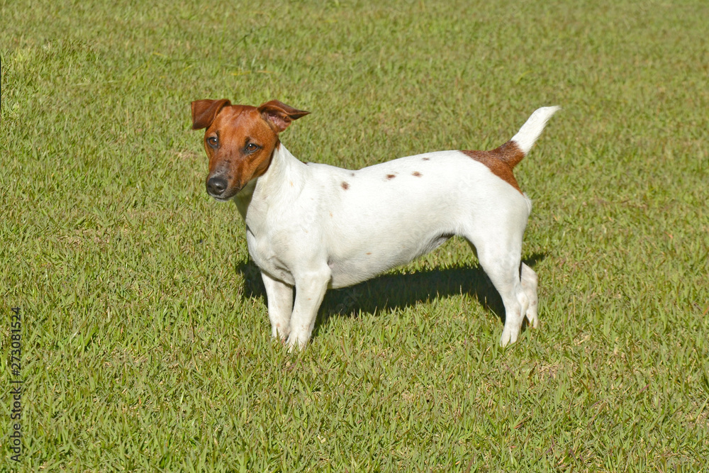dog on green grass dog on green grass