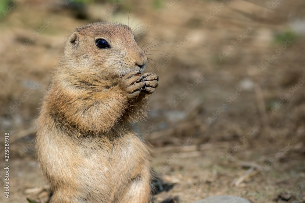 Prairie Dog (Cynomys) closeup eating a carrot Prairie Dog (Cynomys) closeup eating a carrot