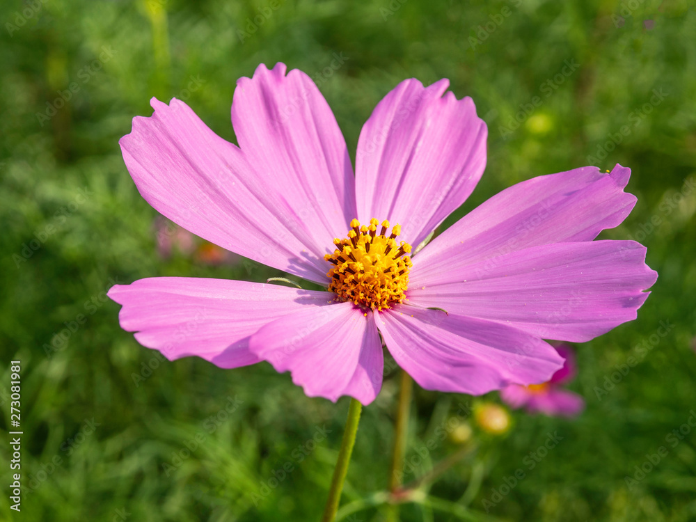Pink Cosmos flowers blooming in the garden.shallow focus effect. Pink Cosmos flowers blooming in the garden.shallow focus effect.