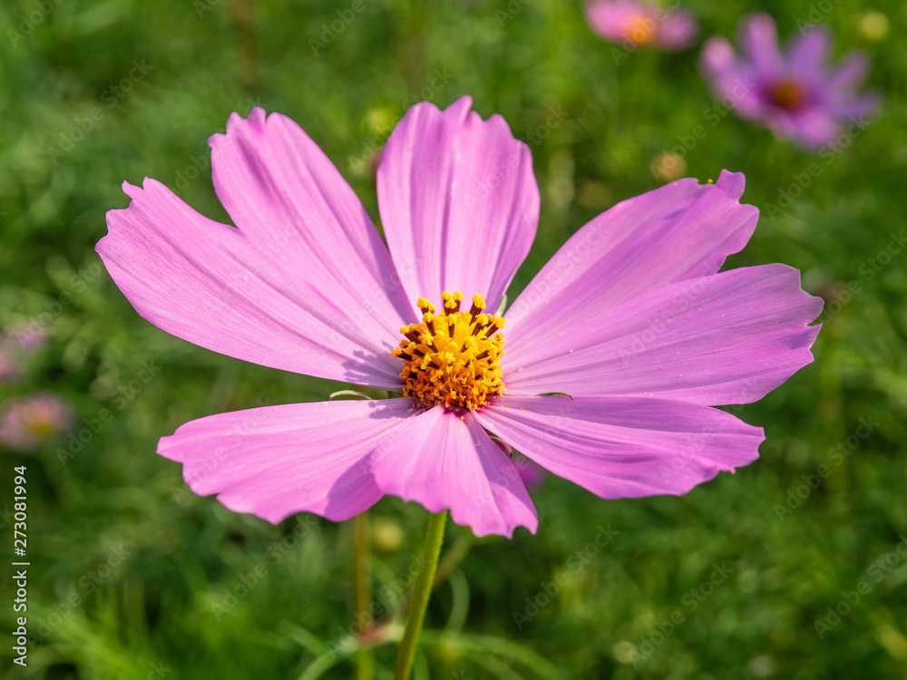 Pink Cosmos flowers blooming in the garden.shallow focus effect. Pink Cosmos flowers blooming in the garden.shallow focus effect.