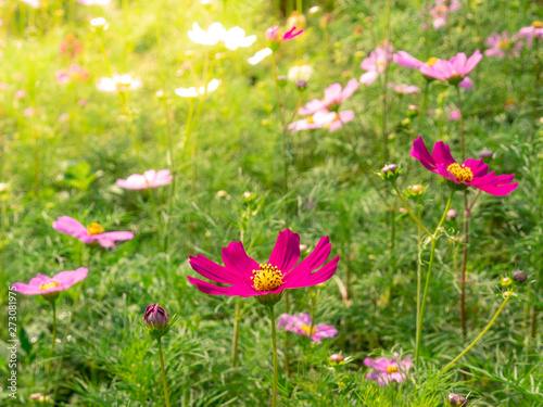 Fototapeta Naklejka Na Ścianę i Meble -  Pink Cosmos flowers blooming in the garden.shallow focus effect