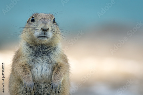 Prairie Dog (Cynomys) looking straight ahead on soft blue background