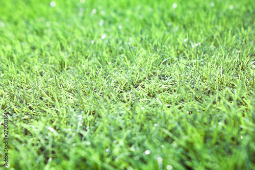 Wallpaper Mural grass Torontodigital.ca