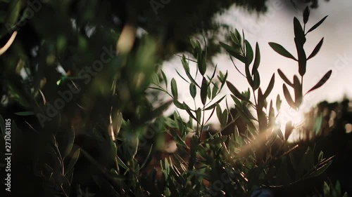 Close up view of green Olive branch tree with rays of sun in the background