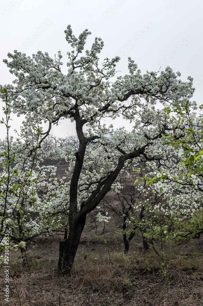 Spring flowering landscape of pear trees in Qianxi, Hebei, China Spring flowering landscape of pear trees in Qianxi, Hebei, China