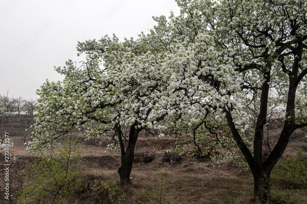 Spring flowering landscape of pear trees in Qianxi, Hebei, China Spring flowering landscape of pear trees in Qianxi, Hebei, China