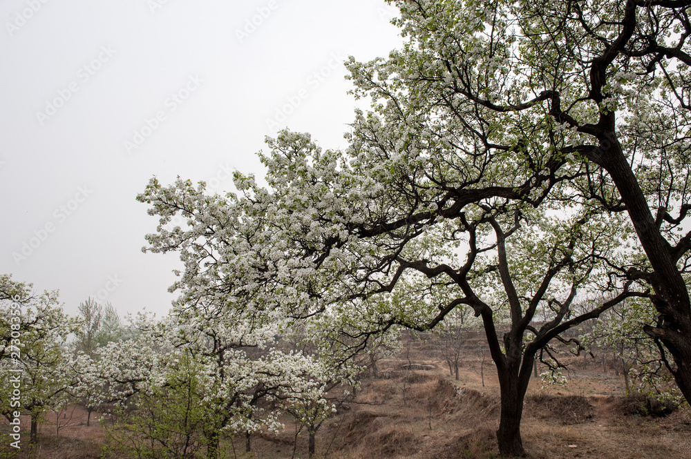 Spring flowering landscape of pear trees in Qianxi, Hebei, China