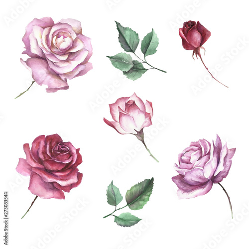 Set of flowers roses. Hand draw watercolor illustration.