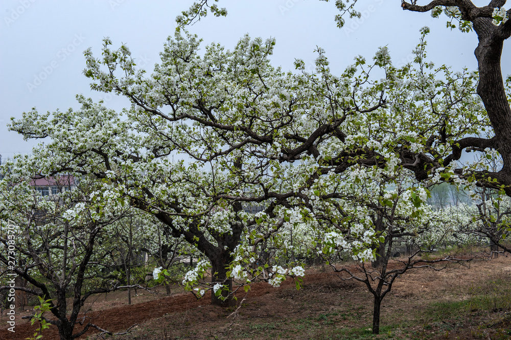 Spring flowering landscape of pear trees in Qianxi, Hebei, China Spring flowering landscape of pear trees in Qianxi, Hebei, China