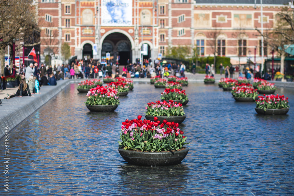 View of Amsterdam streets with blooming different coloured tulips in the sunny spring day, Netherlands
