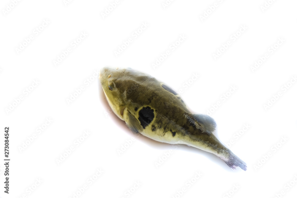 Puffer fish in farms Puffer fish in farms