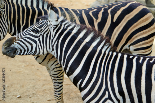 zebra in zoo