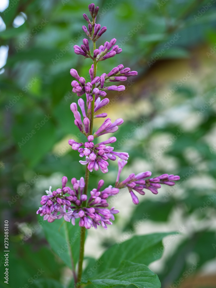 A twig of blossoming lilac shot vertically against a green background A twig of blossoming lilac shot vertically against a green background