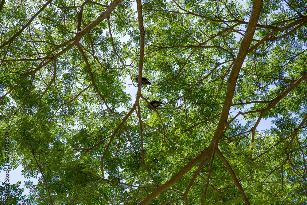 Many Dove standing under the big tree, focus selective. Many Dove standing under the big tree, focus selective.