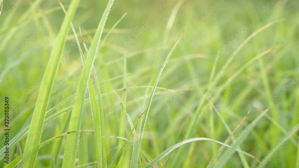 Green grass leaves that are blown in the summer Green grass leaves that are blown in the summer