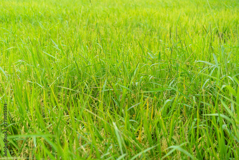 Obraz premium Backgrounds Textures Green rice fields