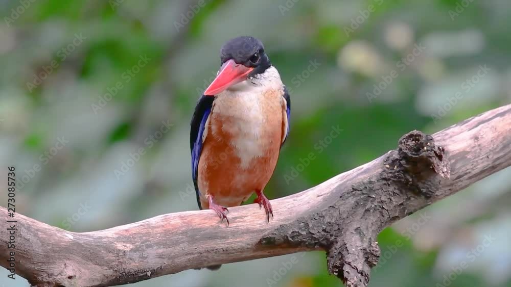The Black-capped Kingfisher has a candy-like red bill and a black cap which is found in Thailand and other countries in Asia; it is skittish and one has to be in a hide to be able to get closeups.