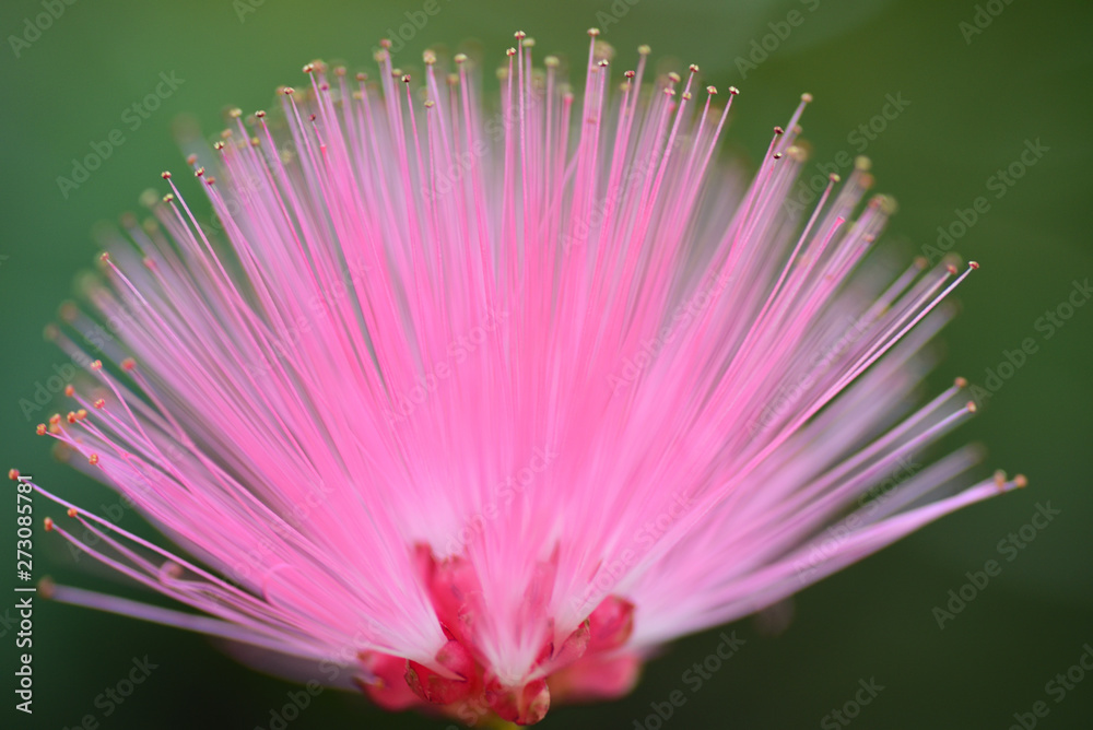 Obraz premium pink flower