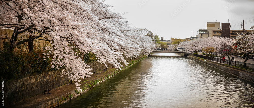 Cherry blossom on river bank Cherry blossom on river bank