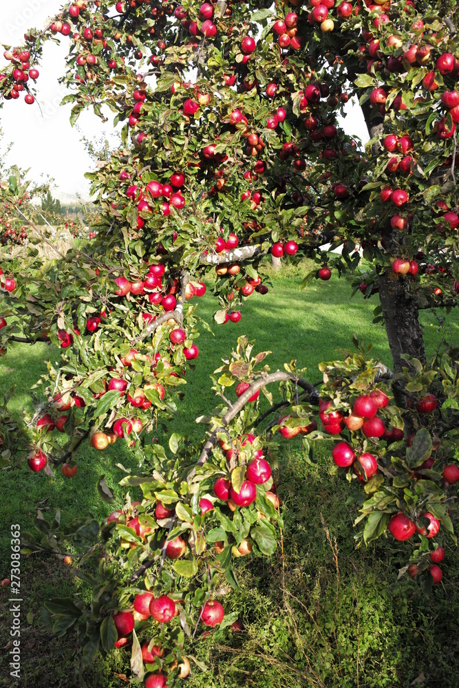 pink apple on the trees with green background pink apple on the trees with green background