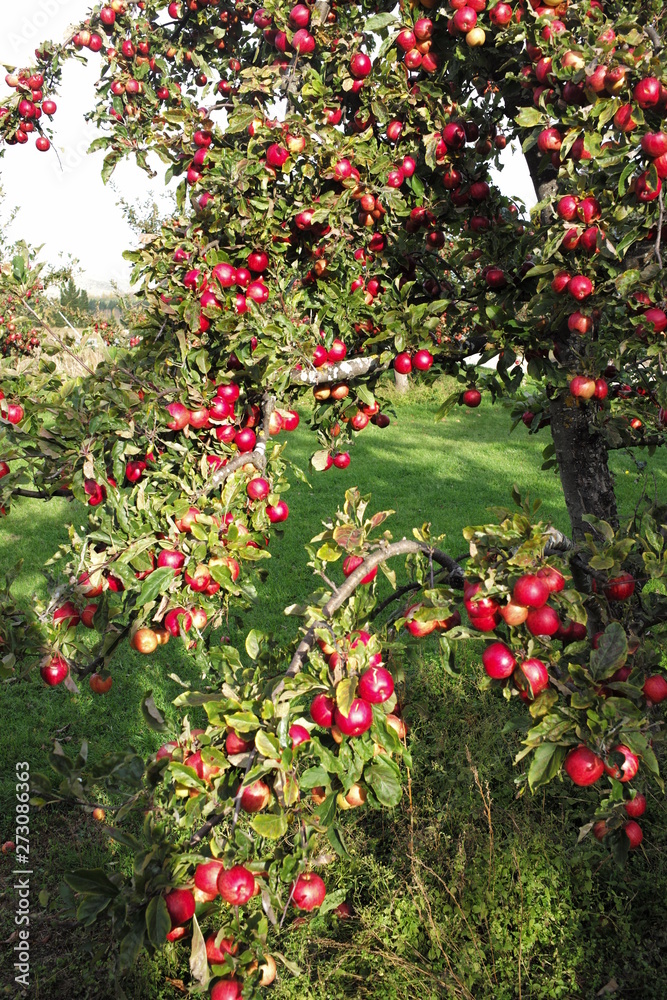 pink apple on the trees with green background