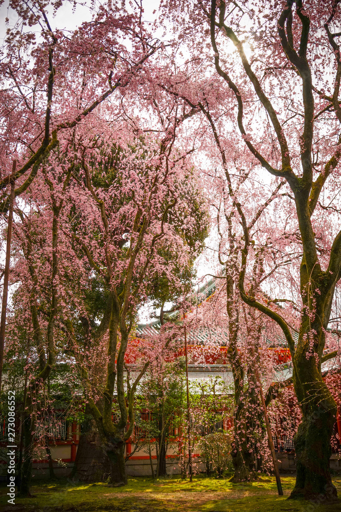 Cherry blossom in Kyoto, Japan
