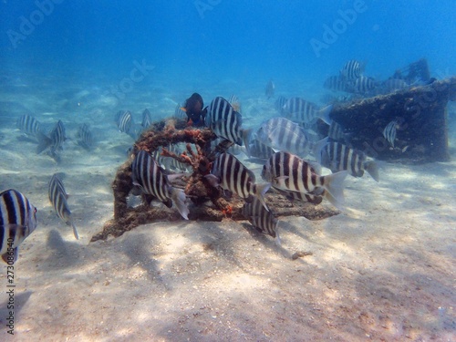 Archosargus probatocephalus, the sheepshead, is a marine fish that has deep and compressed in body shape, with dark stripes on its sides over a gray background and sharp dorsal spines. Found along the photo