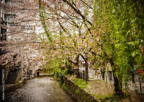 Cherry blossom in Kyoto  Japan