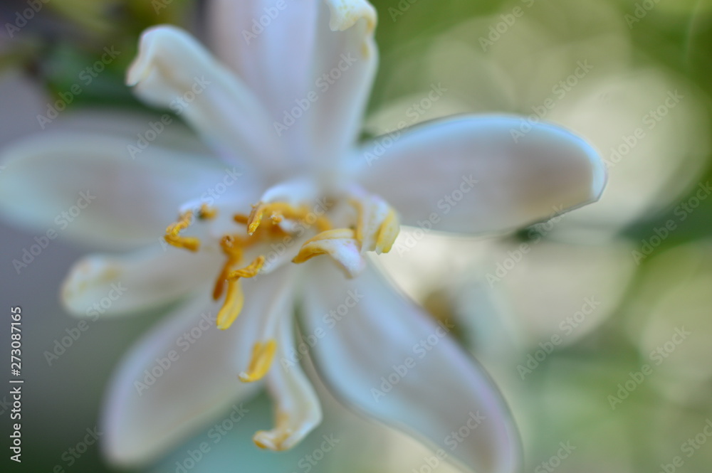 Fototapeta premium orange tree flowers macro white petals