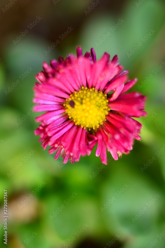 Macro of the flowers in the garden Macro of the flowers in the garden